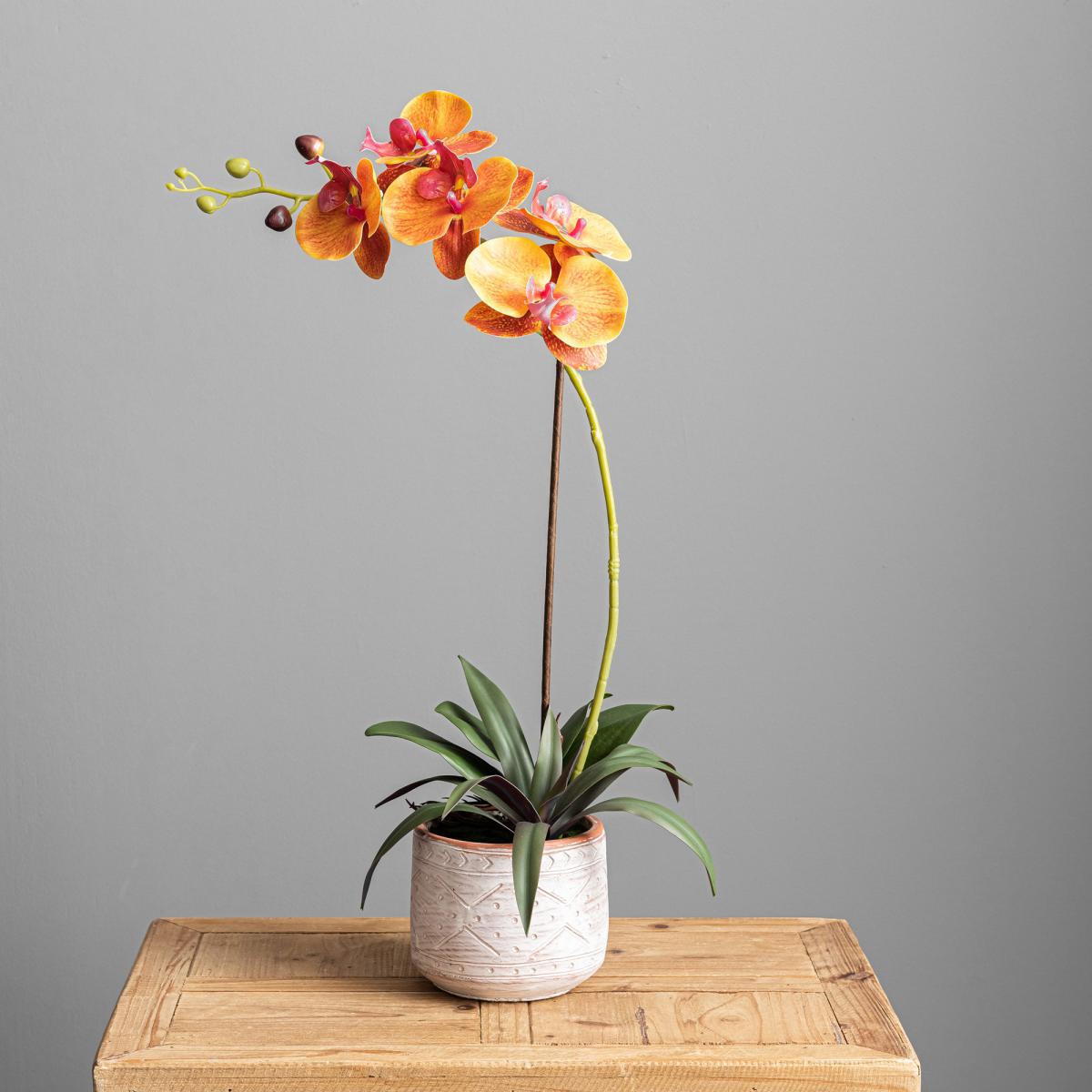 Yellow Orchid in Cement Pot Yellow – image 4