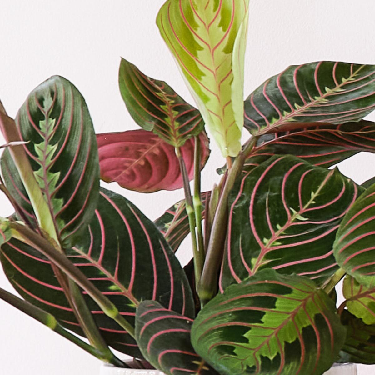 Business Potted House Plant Bundle MultiColoured – image 2