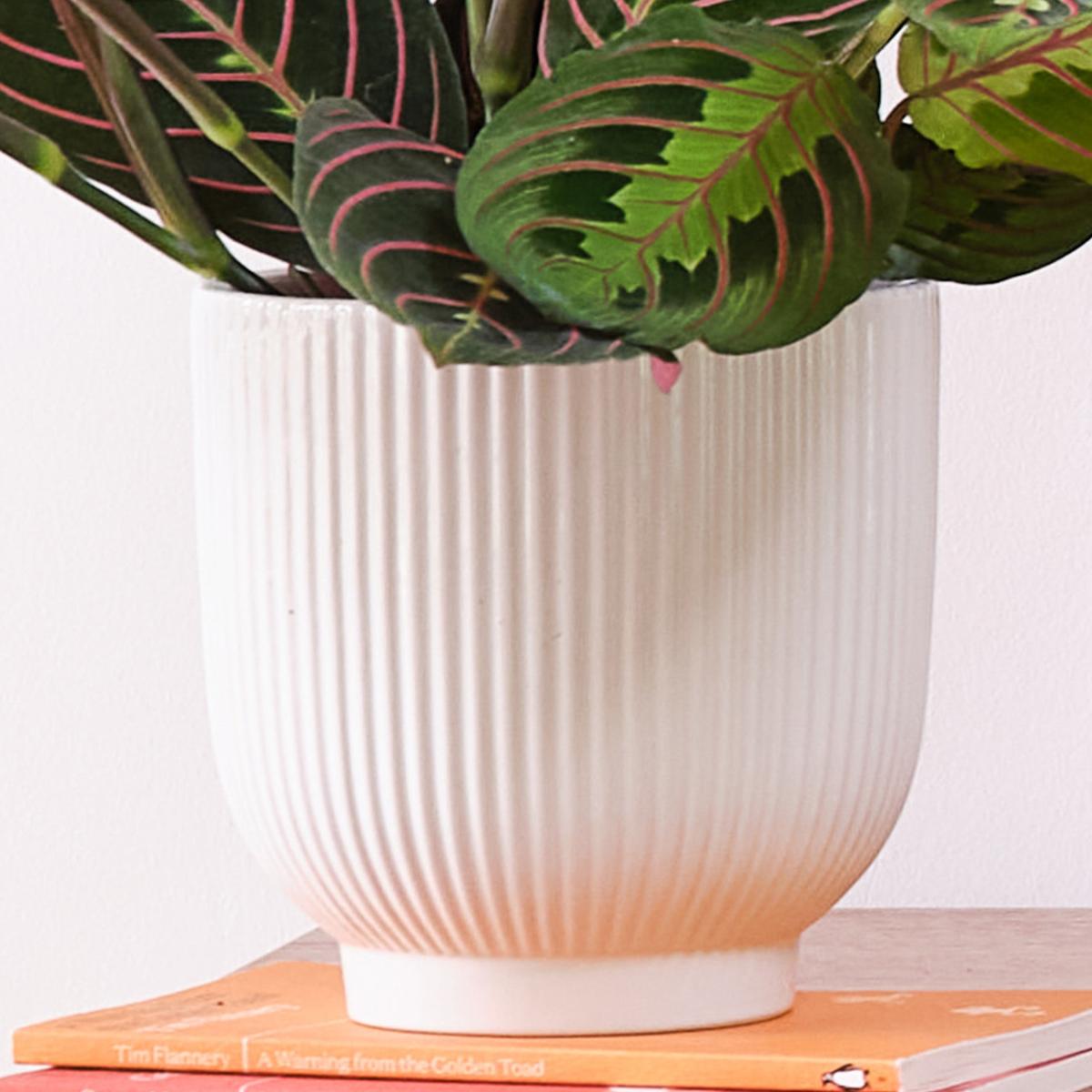 Business Potted House Plant Bundle MultiColoured – image 3