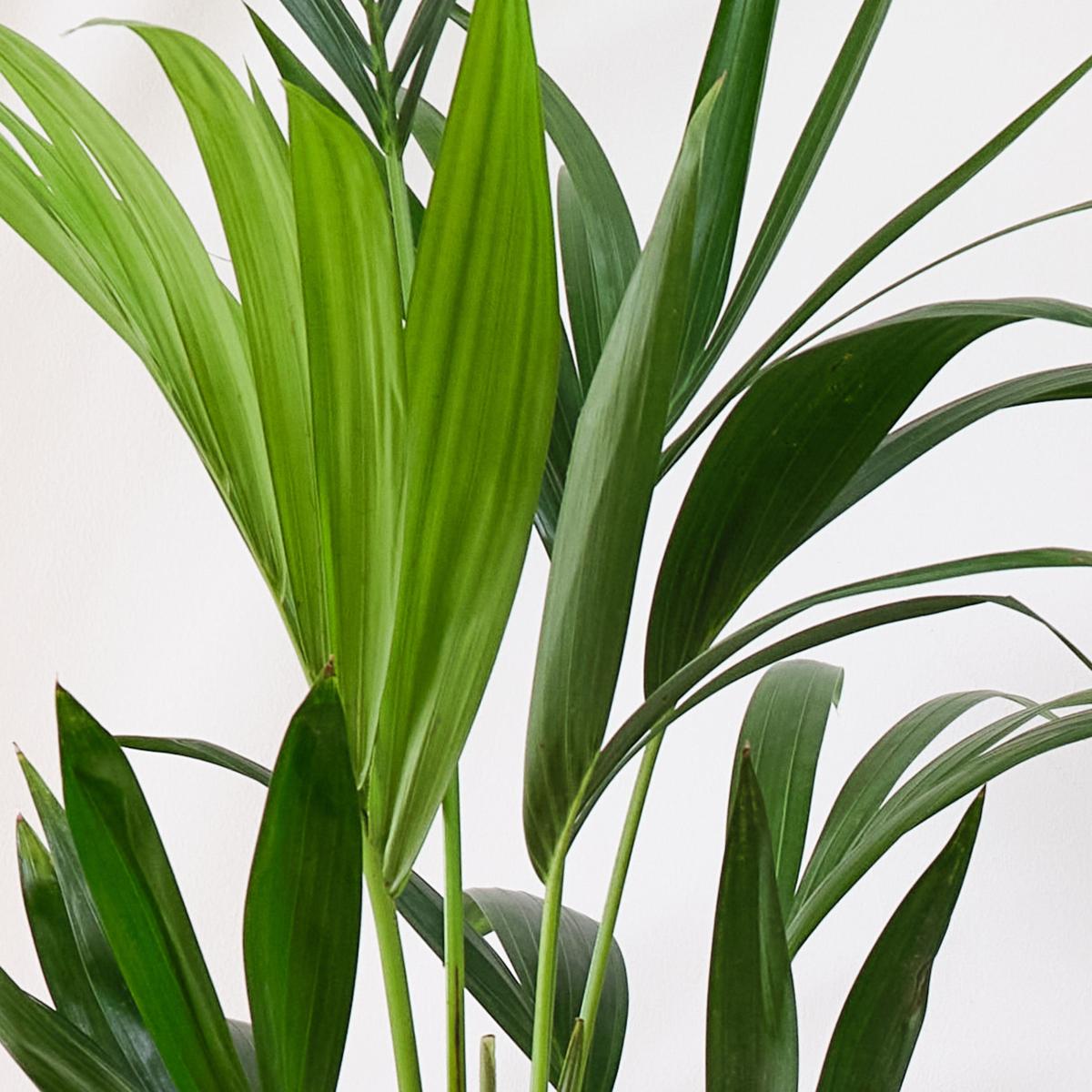 Business Potted House Plant Bundle MultiColoured – image 4