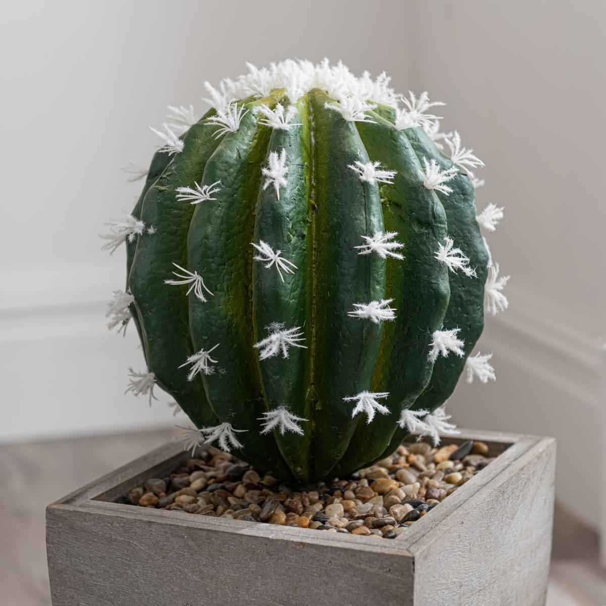 Cactus in Wood Planter Green – image 3