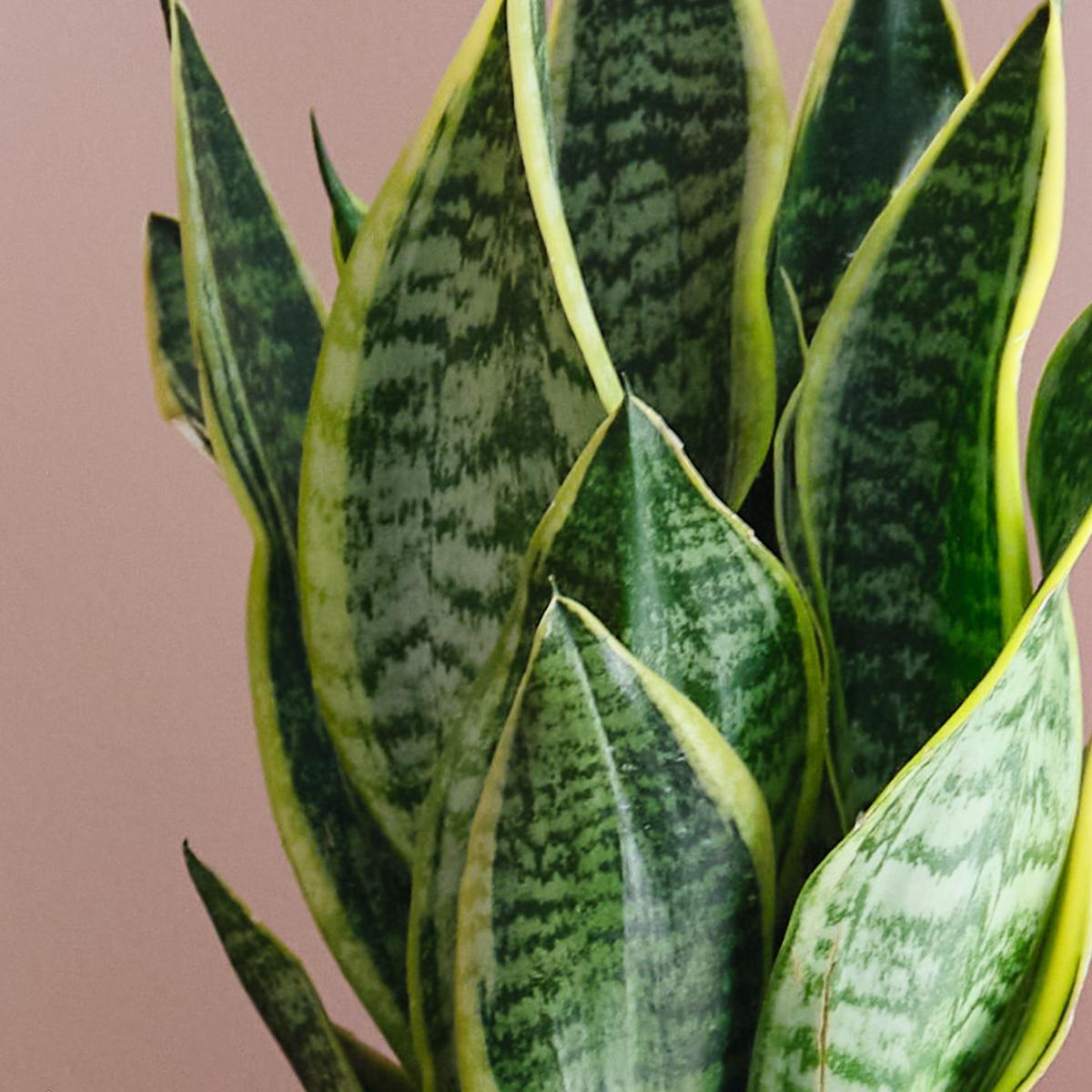 Sunny Potted House Plant Bundle MultiColoured – image 5