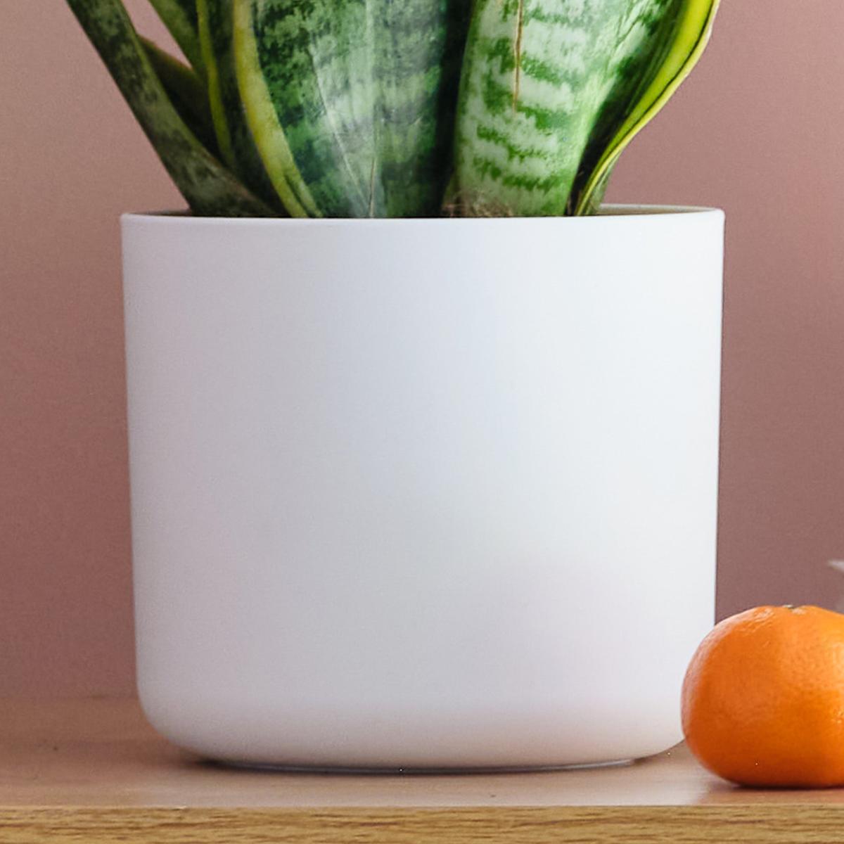 Sunny Potted House Plant Bundle MultiColoured – image 6