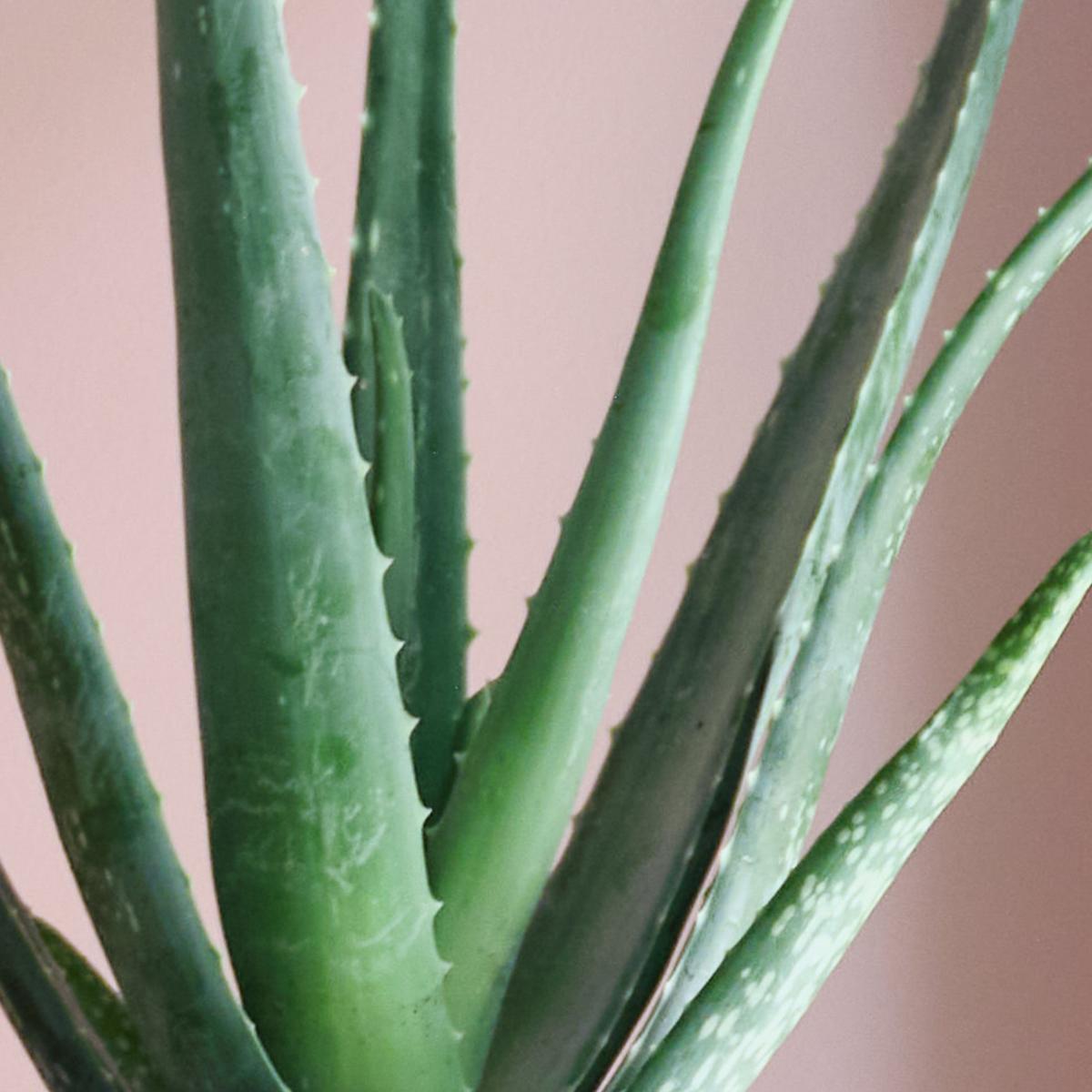 Sunny Potted House Plant Bundle MultiColoured – image 7