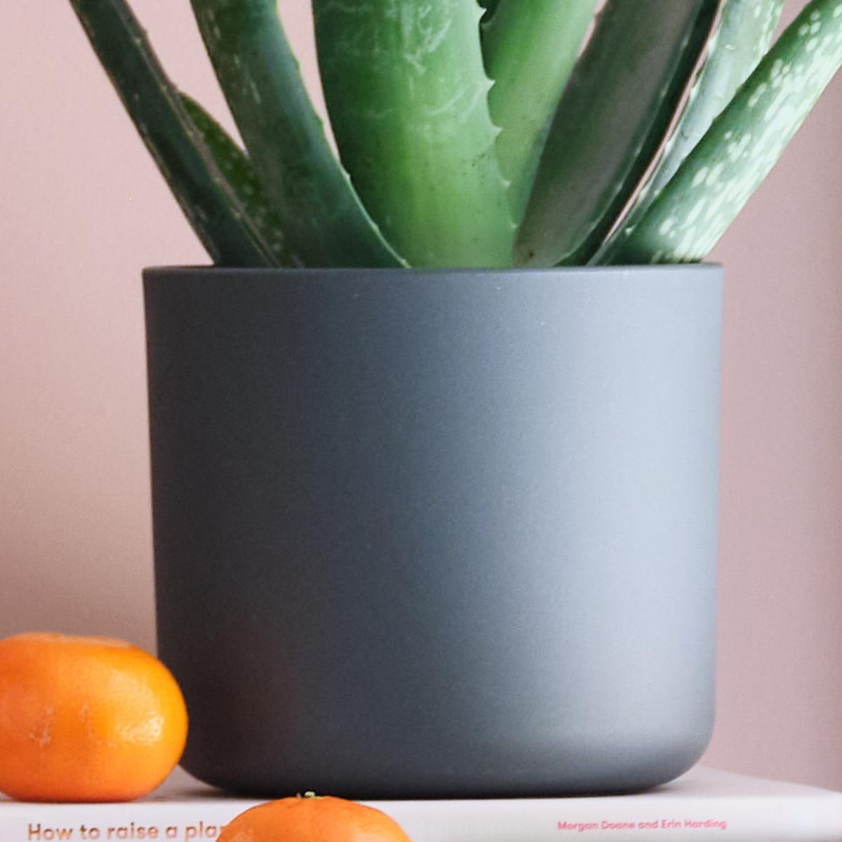 Sunny Potted House Plant Bundle MultiColoured – image 8