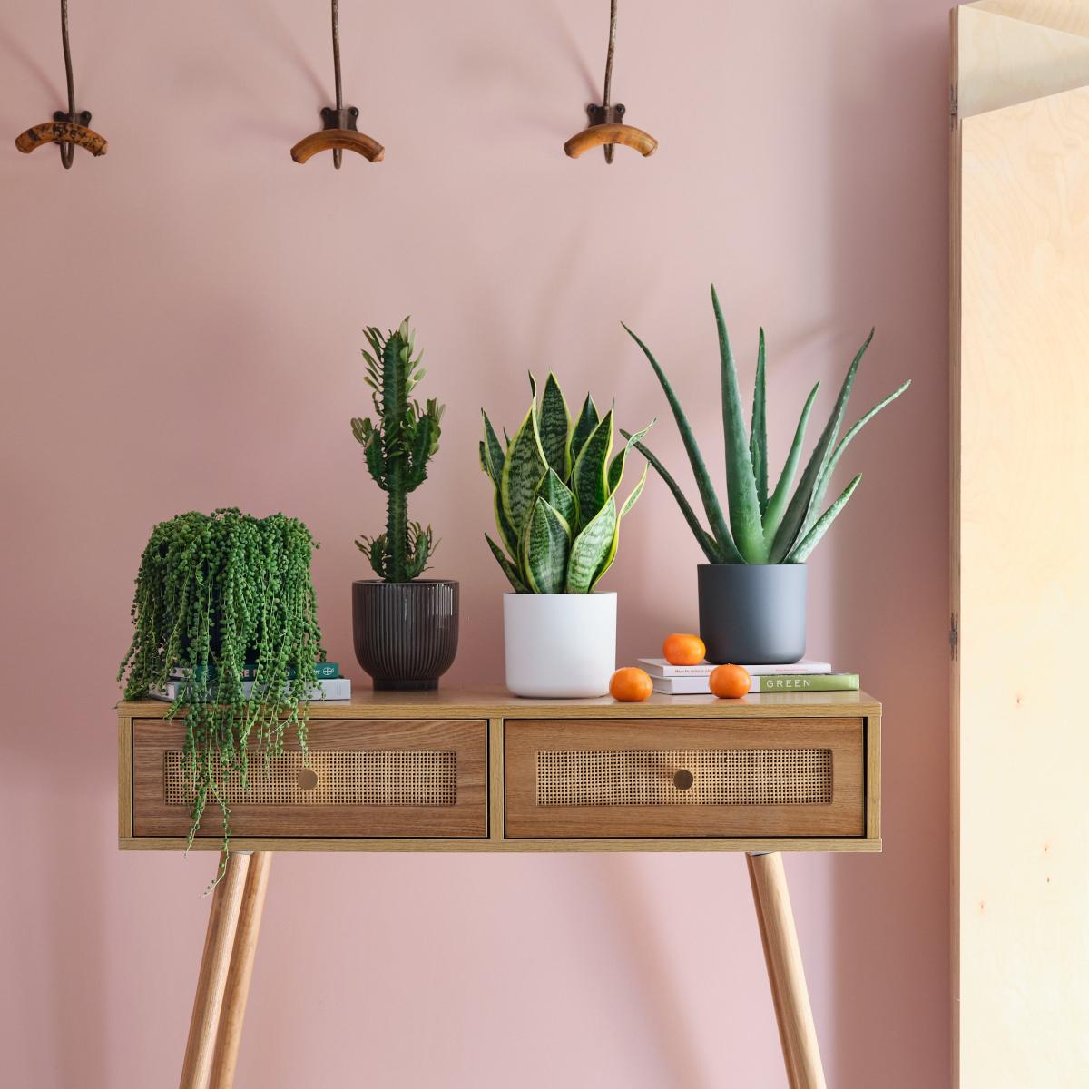 Sunny Potted House Plant Bundle MultiColoured – image 1