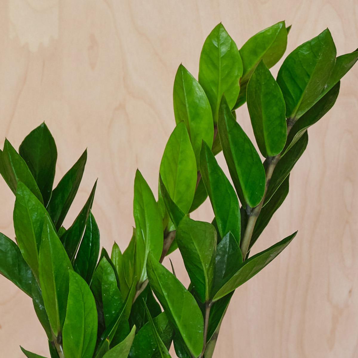 ZZ House Plant in Elho Pot Plastic Mint – image 2