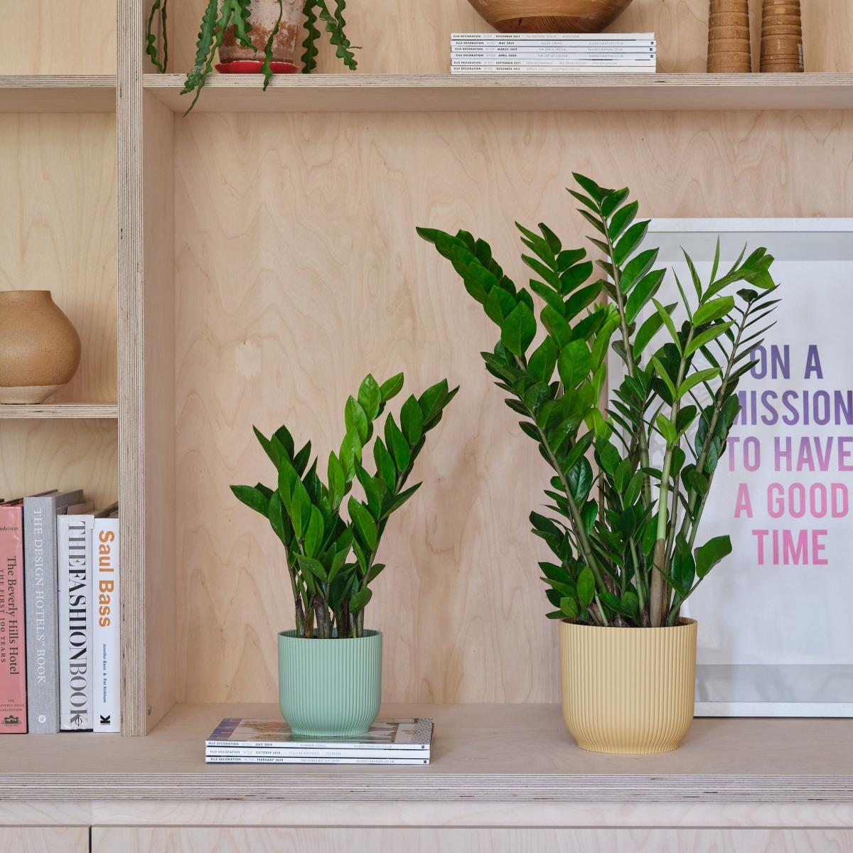 ZZ House Plant in Elho Pot Plastic Mint – image 4
