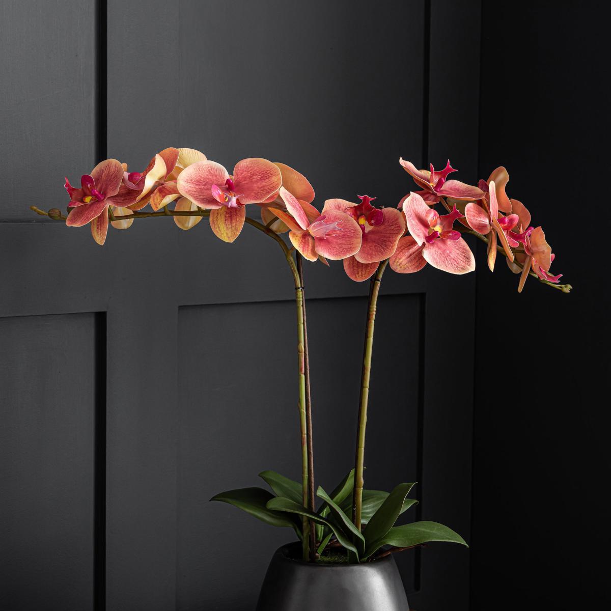 Pink Orchid in Ceramic Pot 57cm Pink – image 4