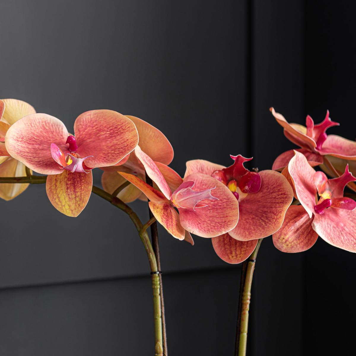 Pink Orchid in Ceramic Pot 57cm Pink – image 5