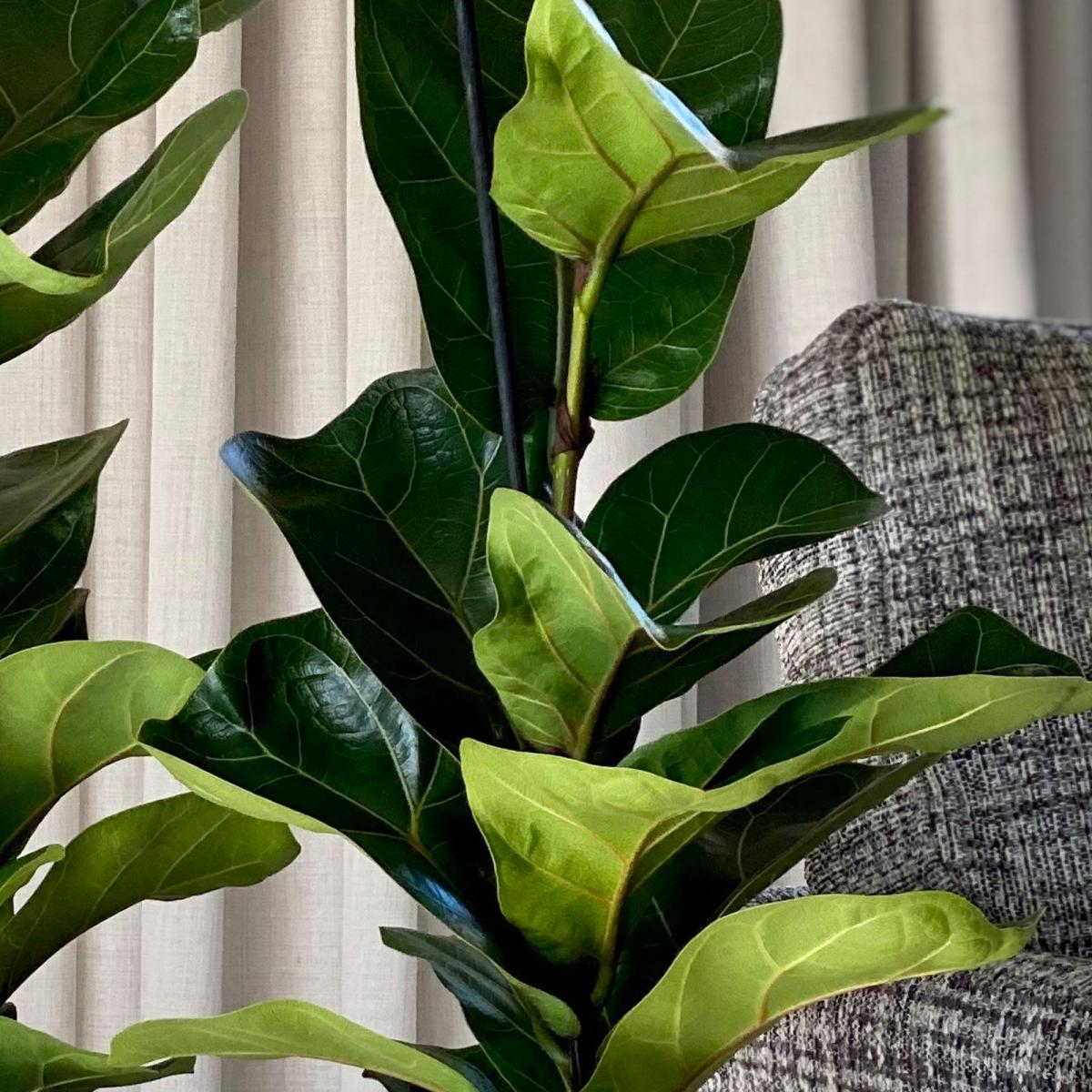 Fiddle Leaf Fig Potted House Plant Bundle Earthenware Pistachio – image 2