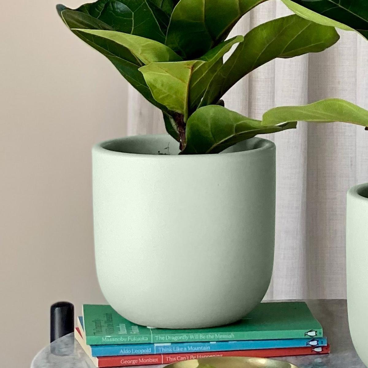 Fiddle Leaf Fig Potted House Plant Bundle Earthenware Pistachio – image 3