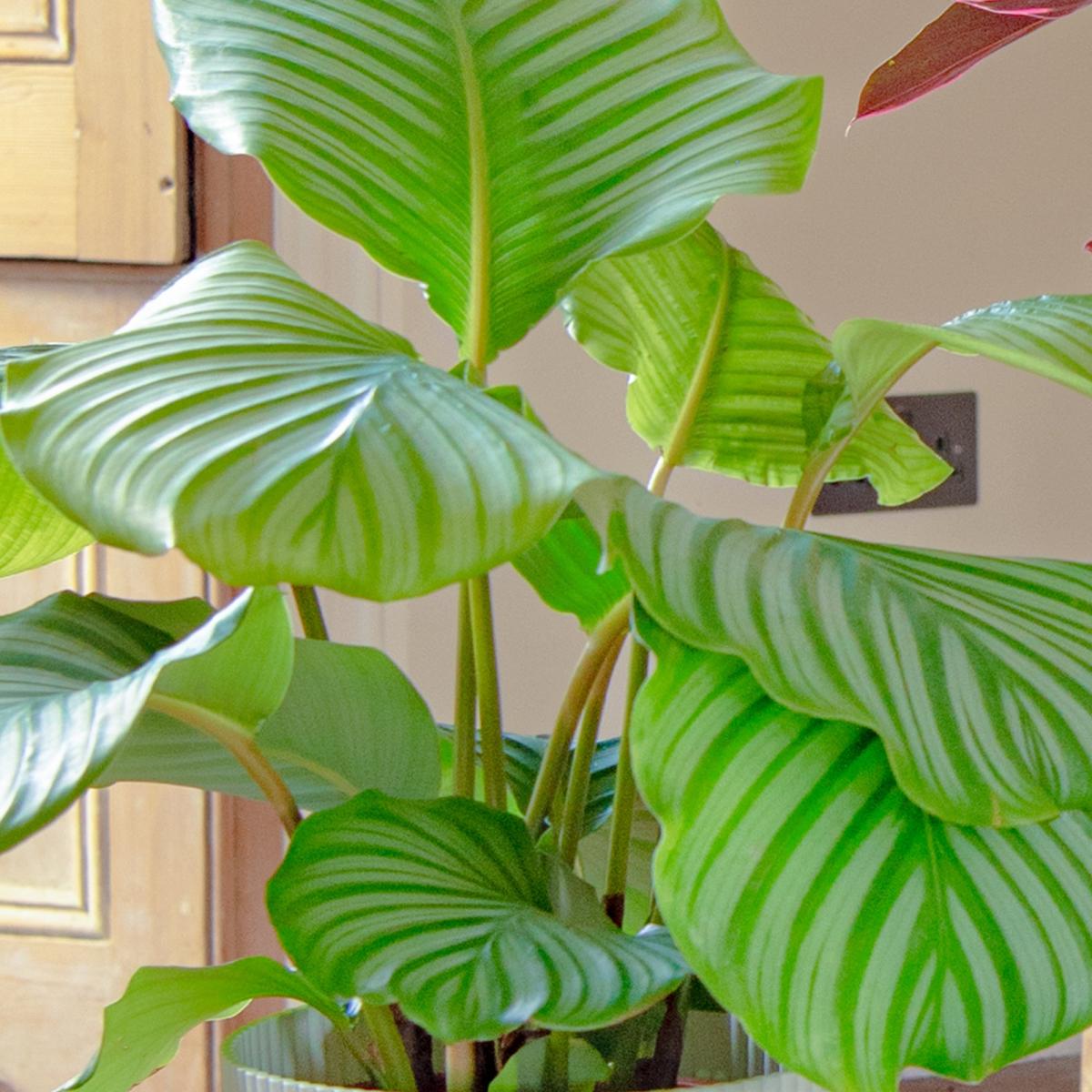 Calathea Trio Potted House Plant Bundle MultiColoured – image 2