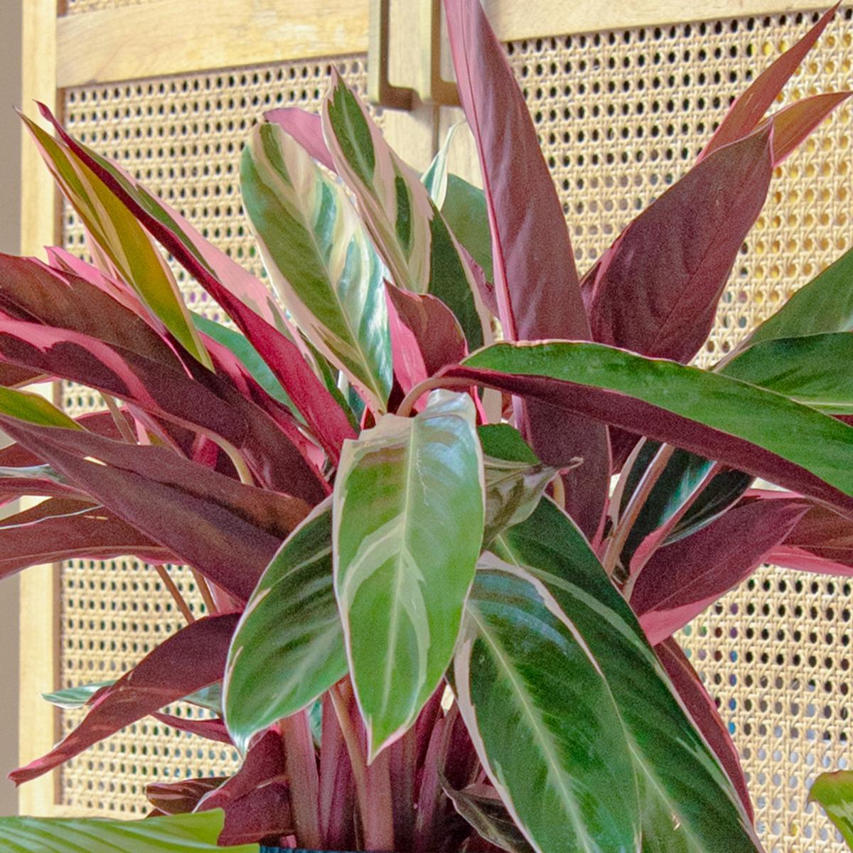 Calathea Trio Potted House Plant Bundle MultiColoured – image 3