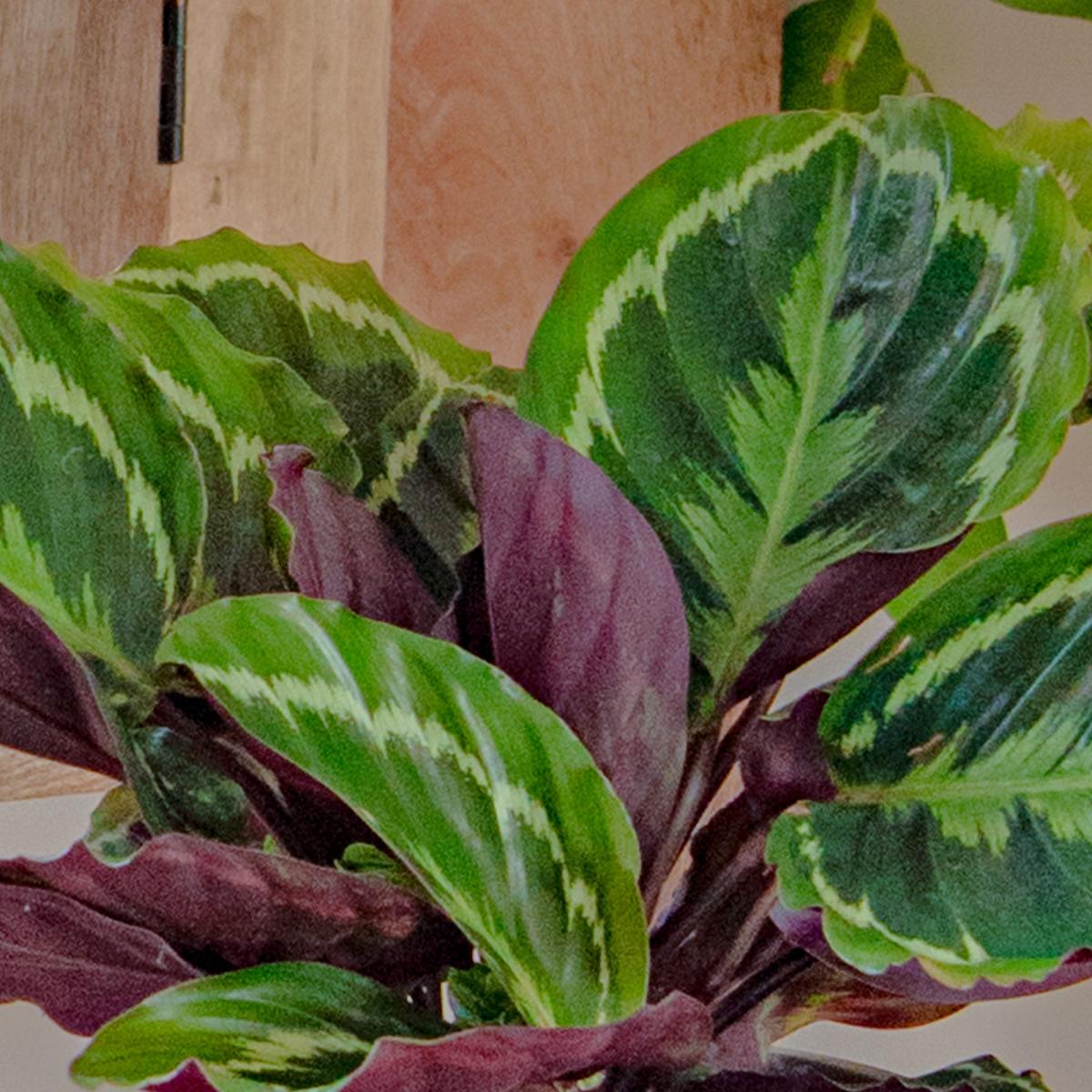 Calathea Trio Potted House Plant Bundle MultiColoured – image 4