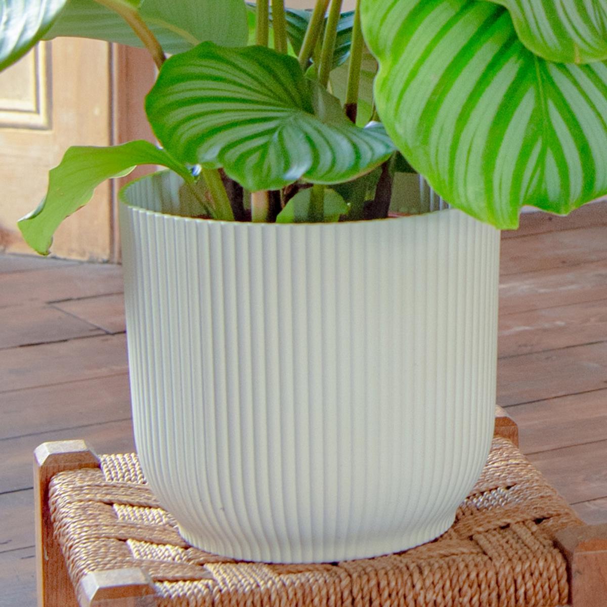 Calathea Trio Potted House Plant Bundle MultiColoured – image 5
