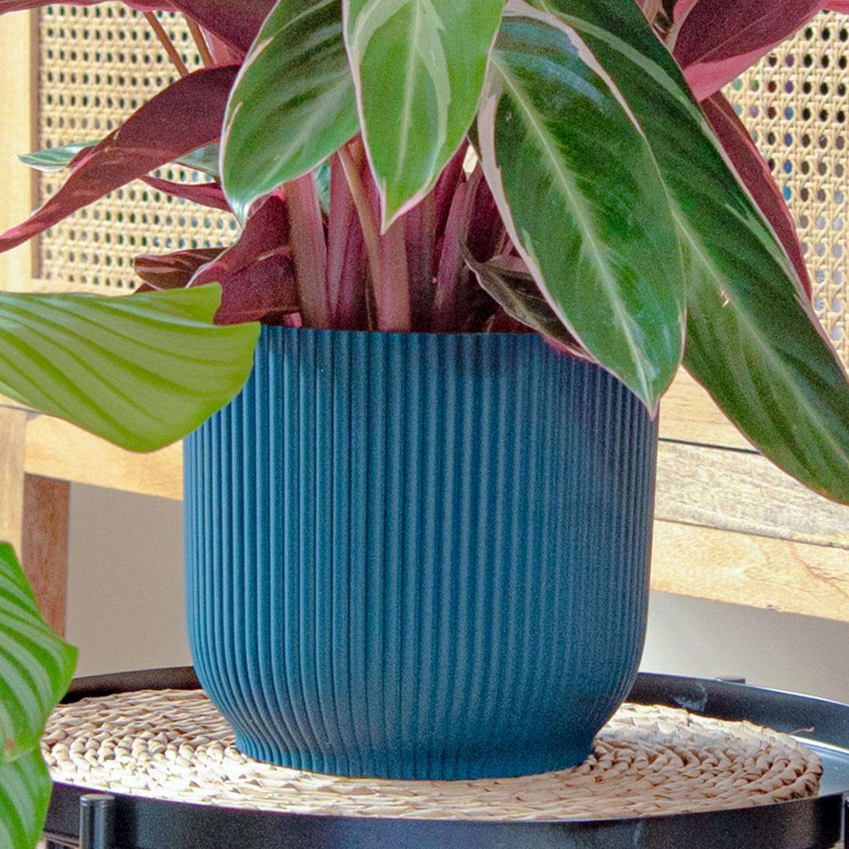 Calathea Trio Potted House Plant Bundle MultiColoured – image 6
