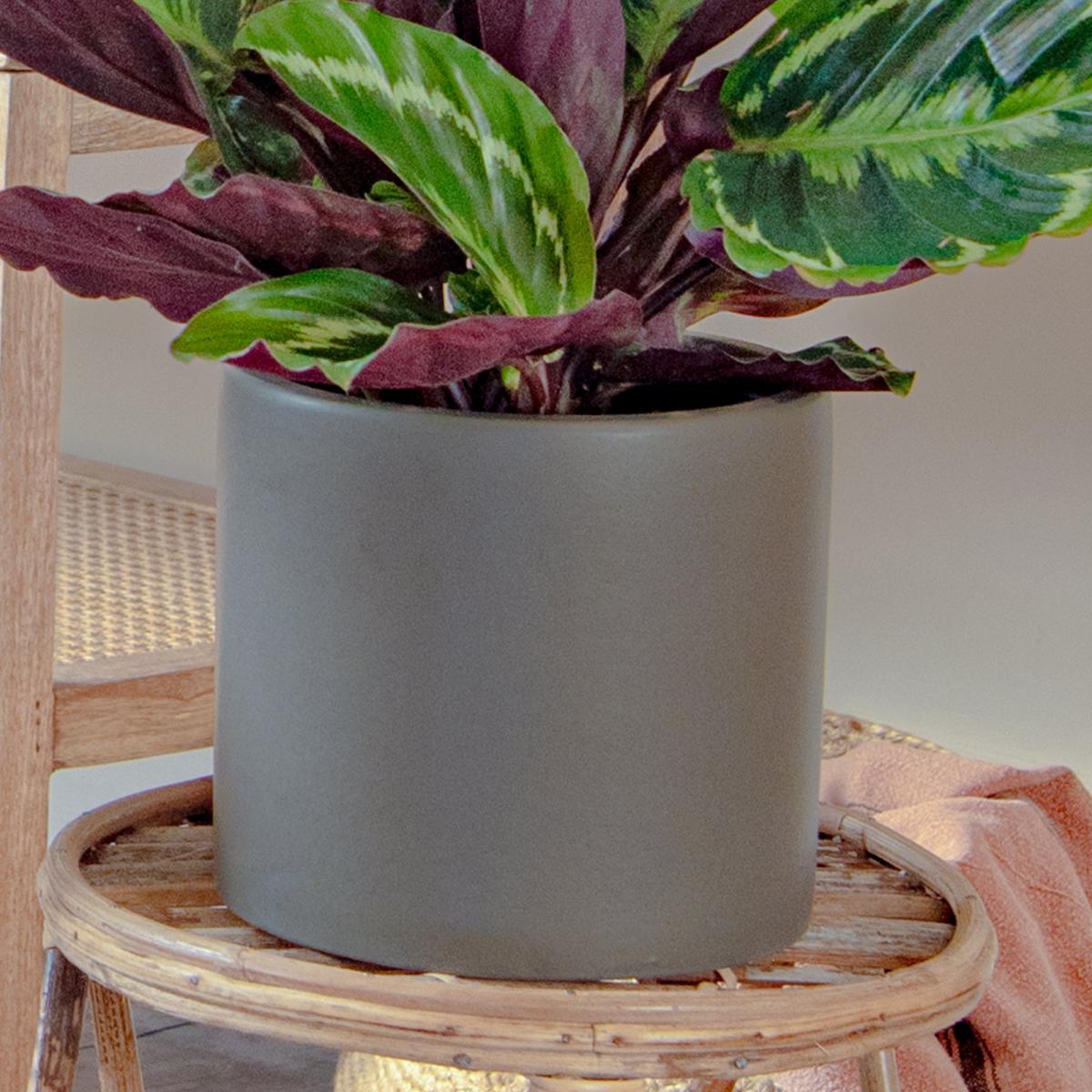 Calathea Trio Potted House Plant Bundle MultiColoured – image 7