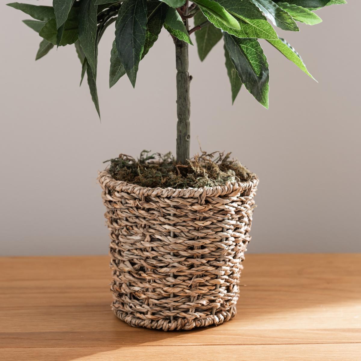 Tabletop Bay in Basket Pot Green – image 3