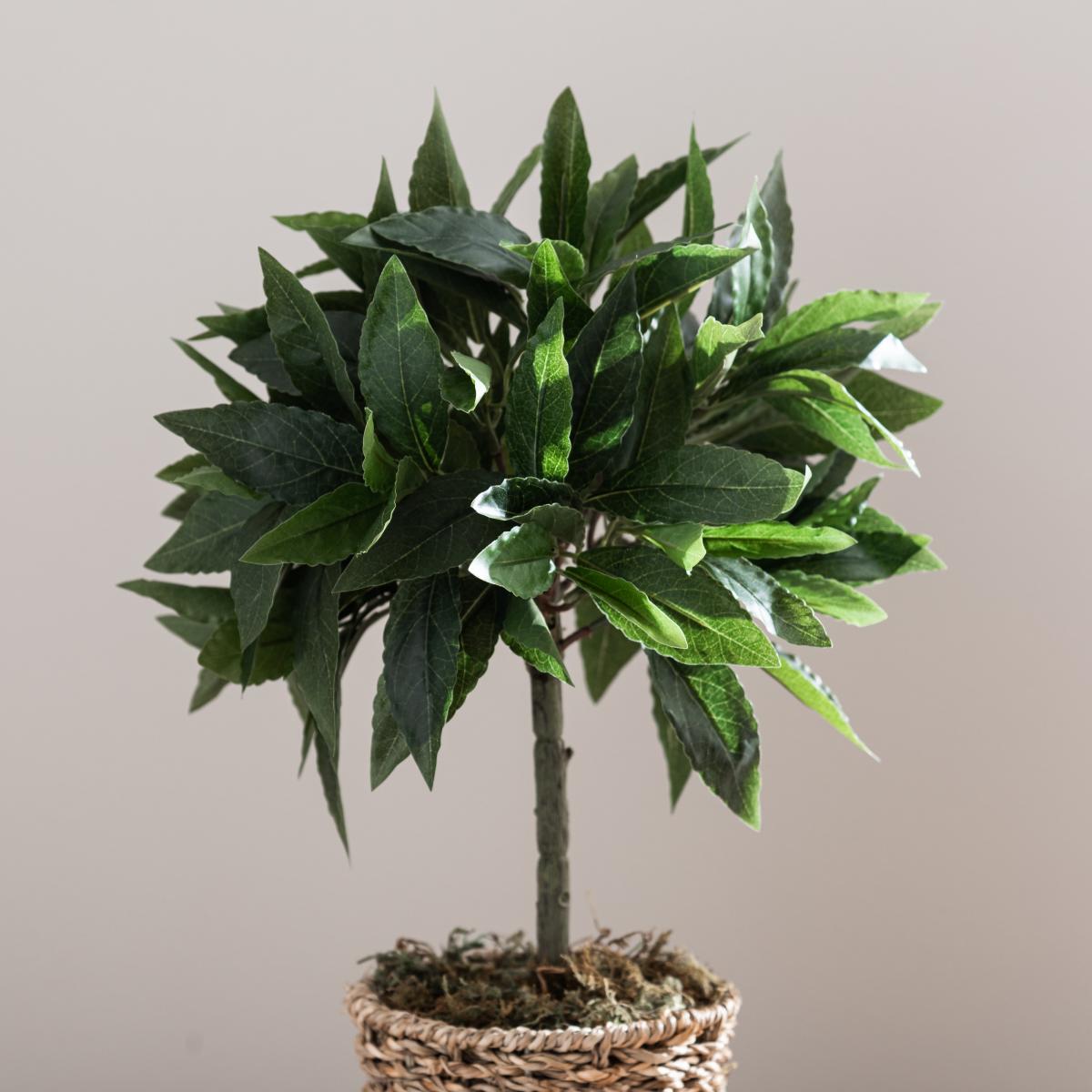 Tabletop Bay in Basket Pot Green – image 4