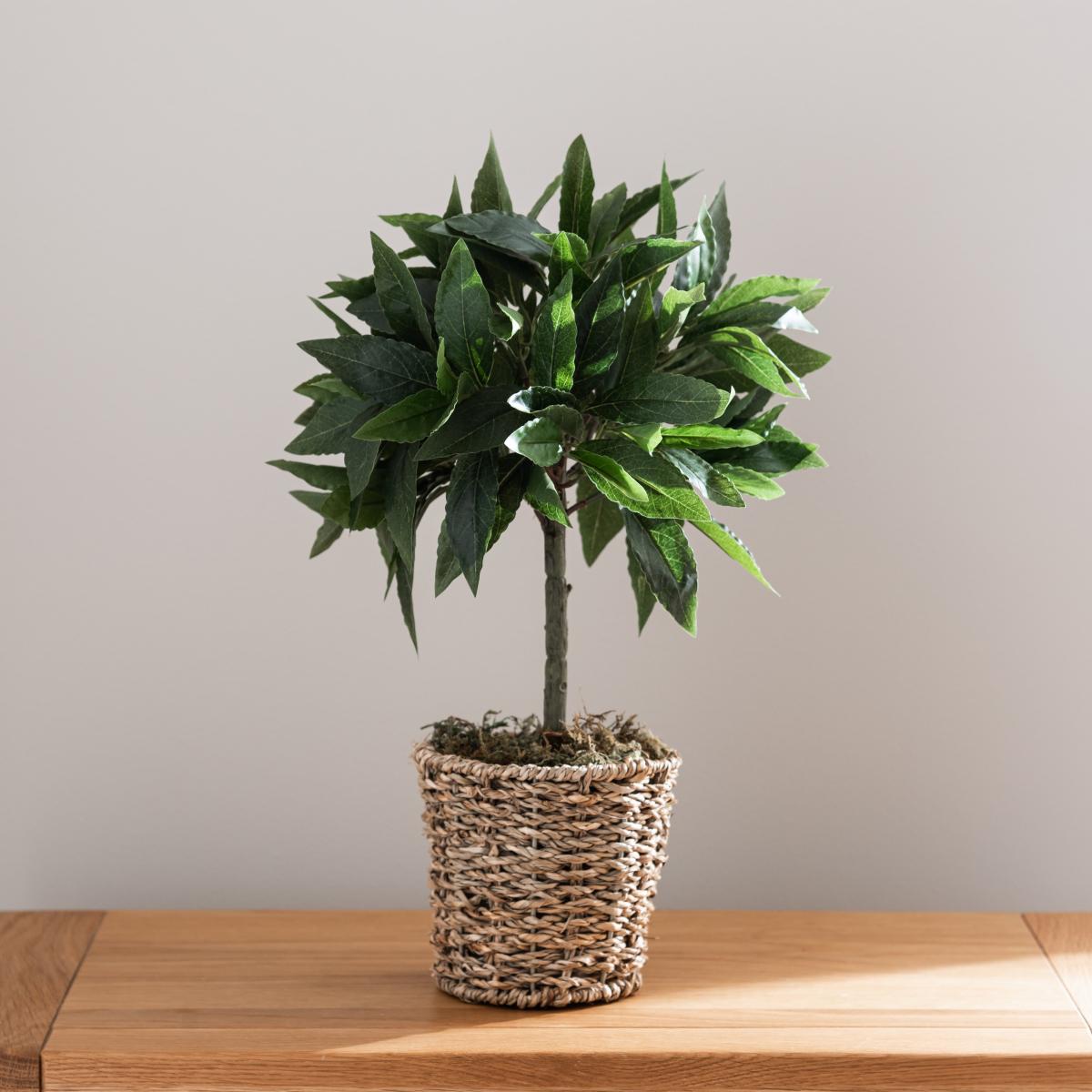 Tabletop Bay in Basket Pot Green – image 5