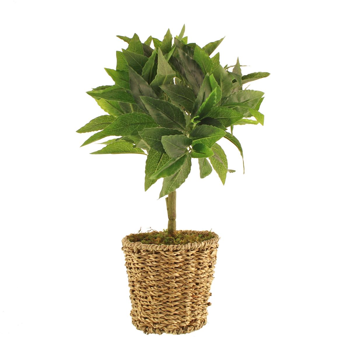 Tabletop Bay in Basket Pot Green – image 6
