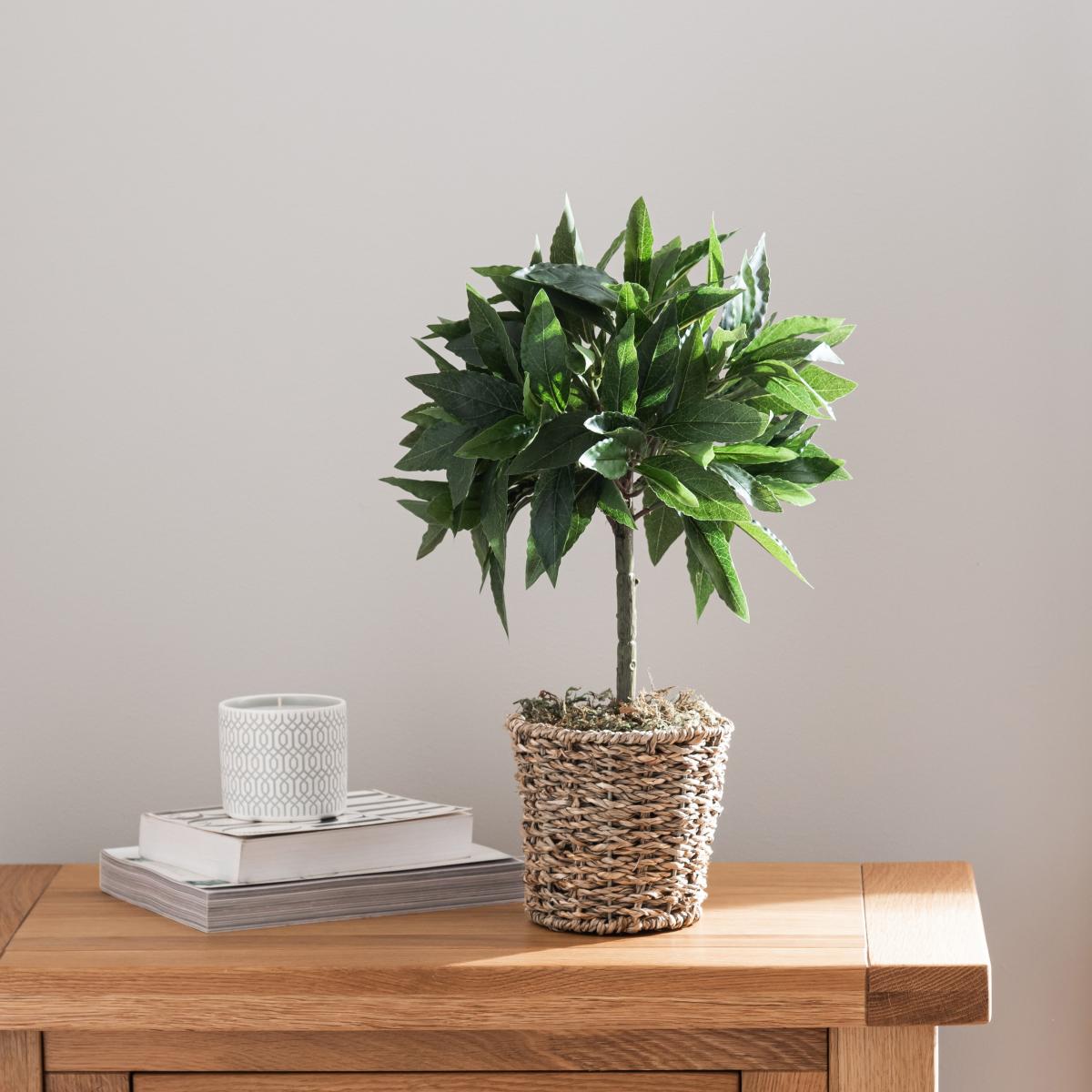 Tabletop Bay in Basket Pot Green – image 1