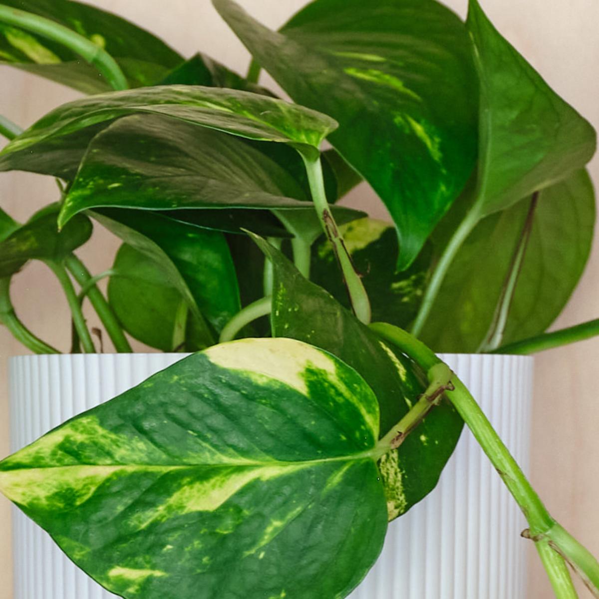 Devil's Ivy House Plant in Capri Pot Ceramic Light Green – image 2