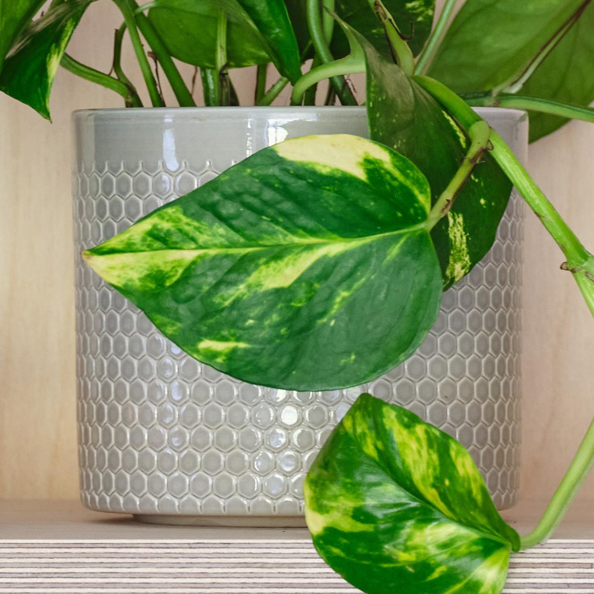 Devil's Ivy House Plant in Capri Pot Ceramic Light Green – image 3