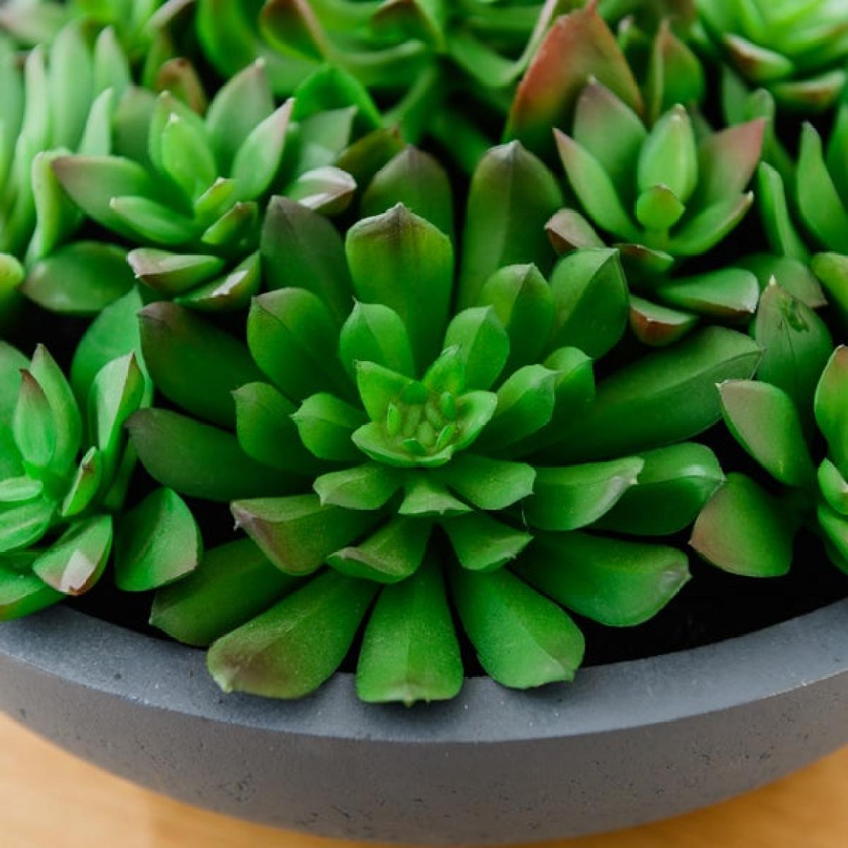 Artificial Succulent Arrangement in Grey Cement Bowl – image 2