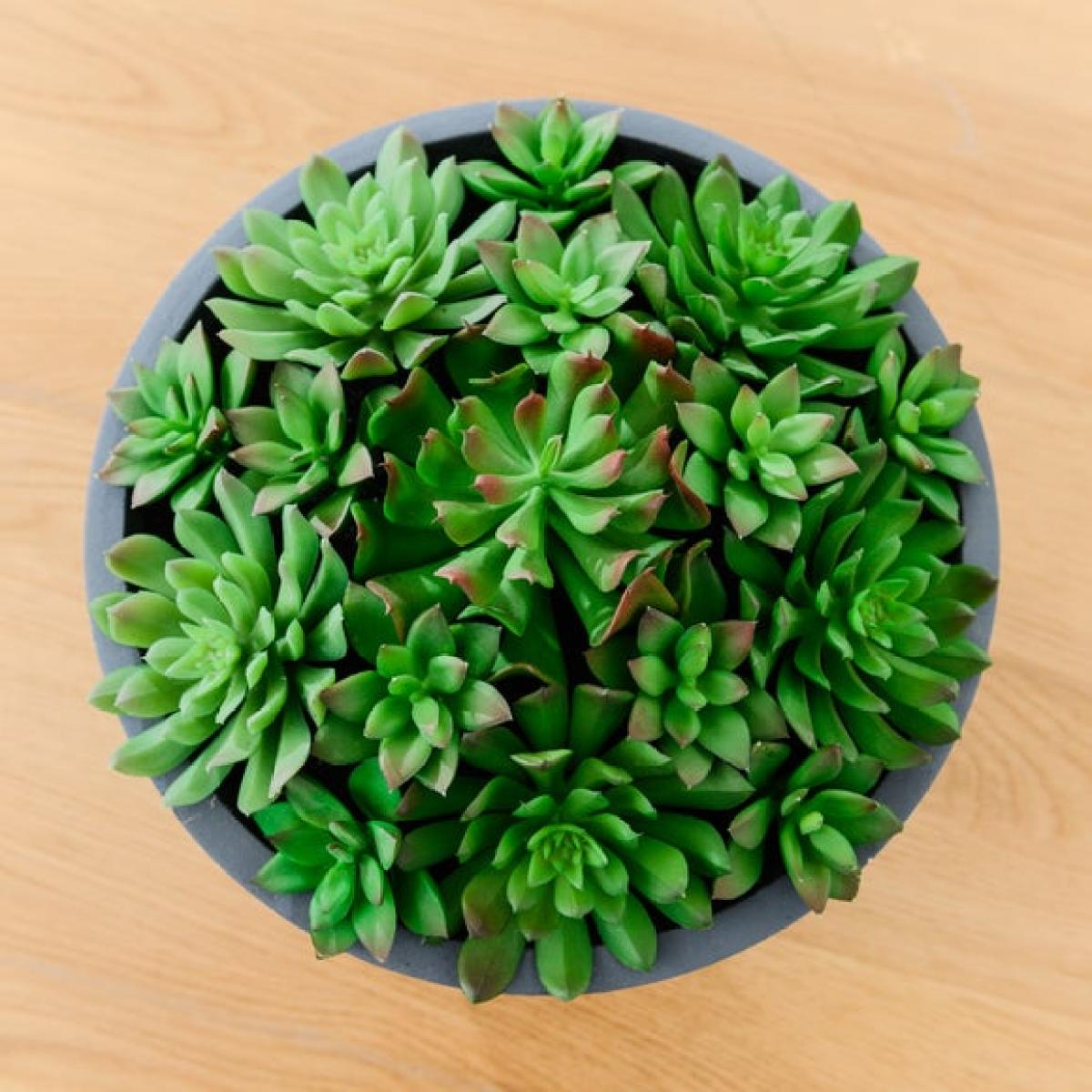 Artificial Succulent Arrangement in Grey Cement Bowl – image 3