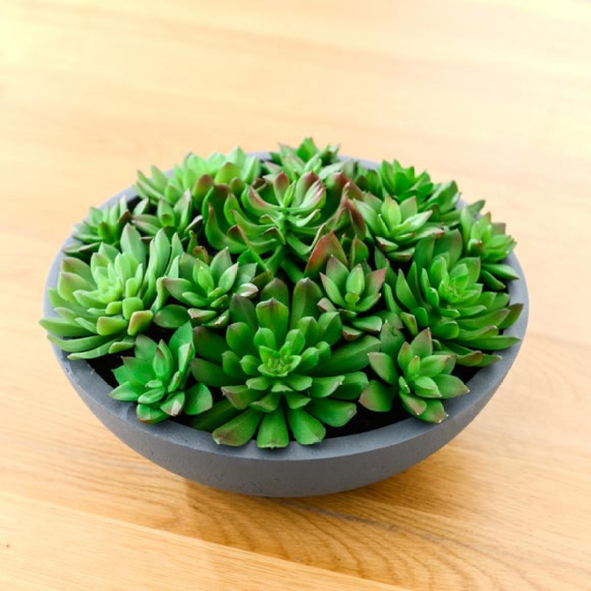 Artificial Succulent Arrangement in Grey Cement Bowl – image 4