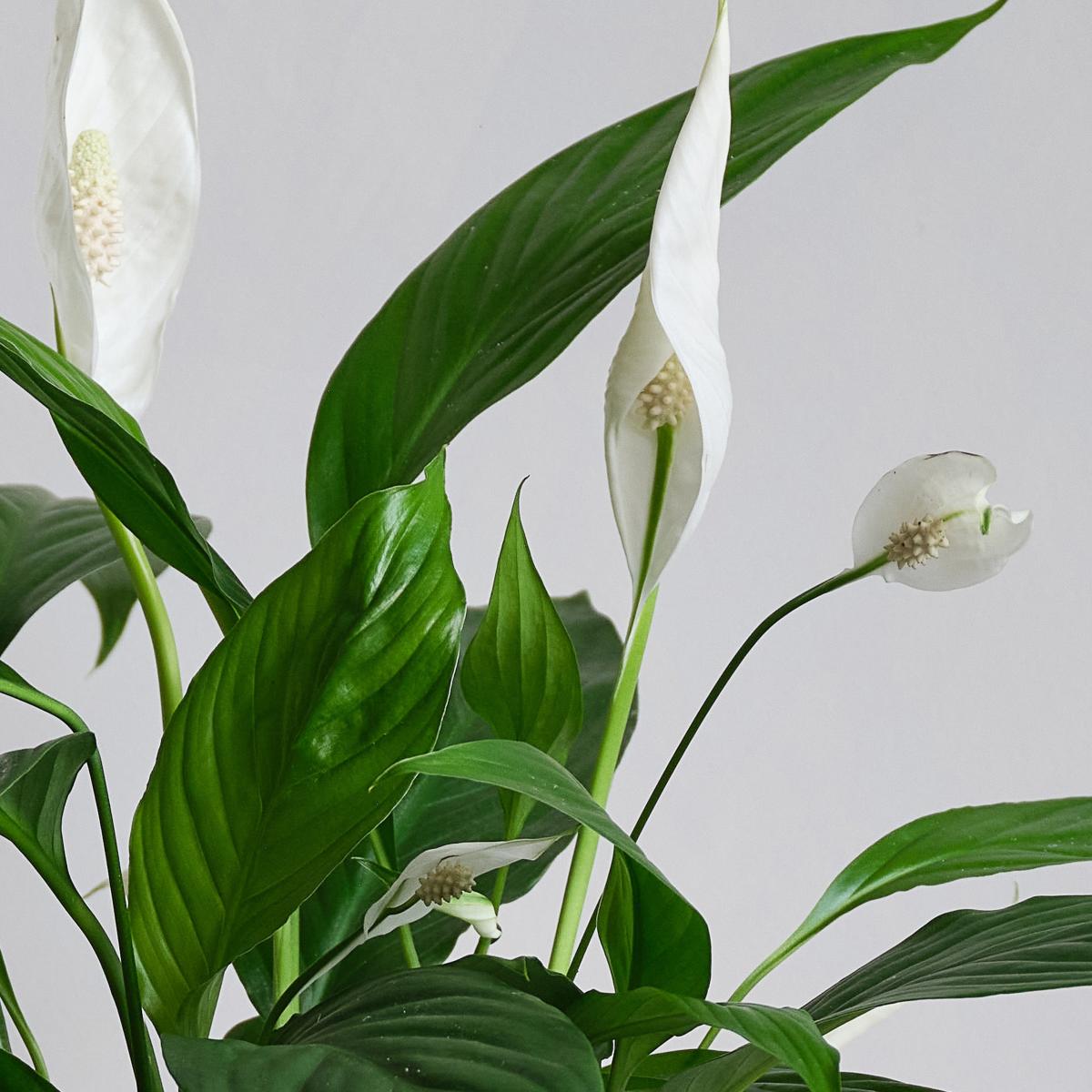Peace Lily Potted House Plant and Plant Mister Bundle Ceramic Navy – image 2