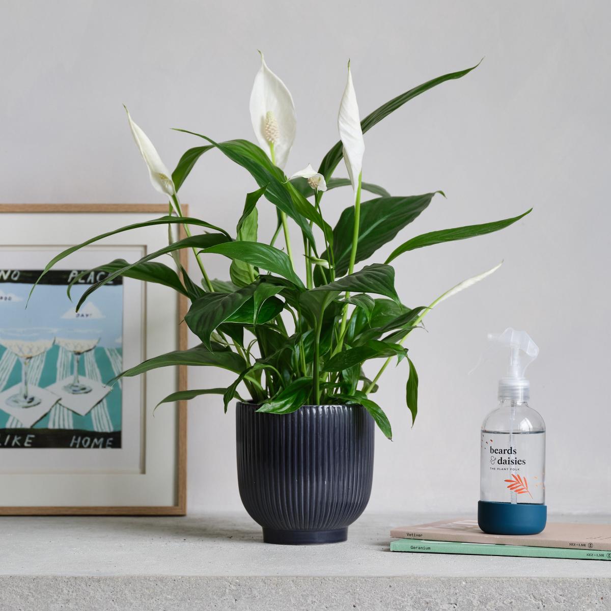 Peace Lily Potted House Plant and Plant Mister Bundle Ceramic Navy – image 1