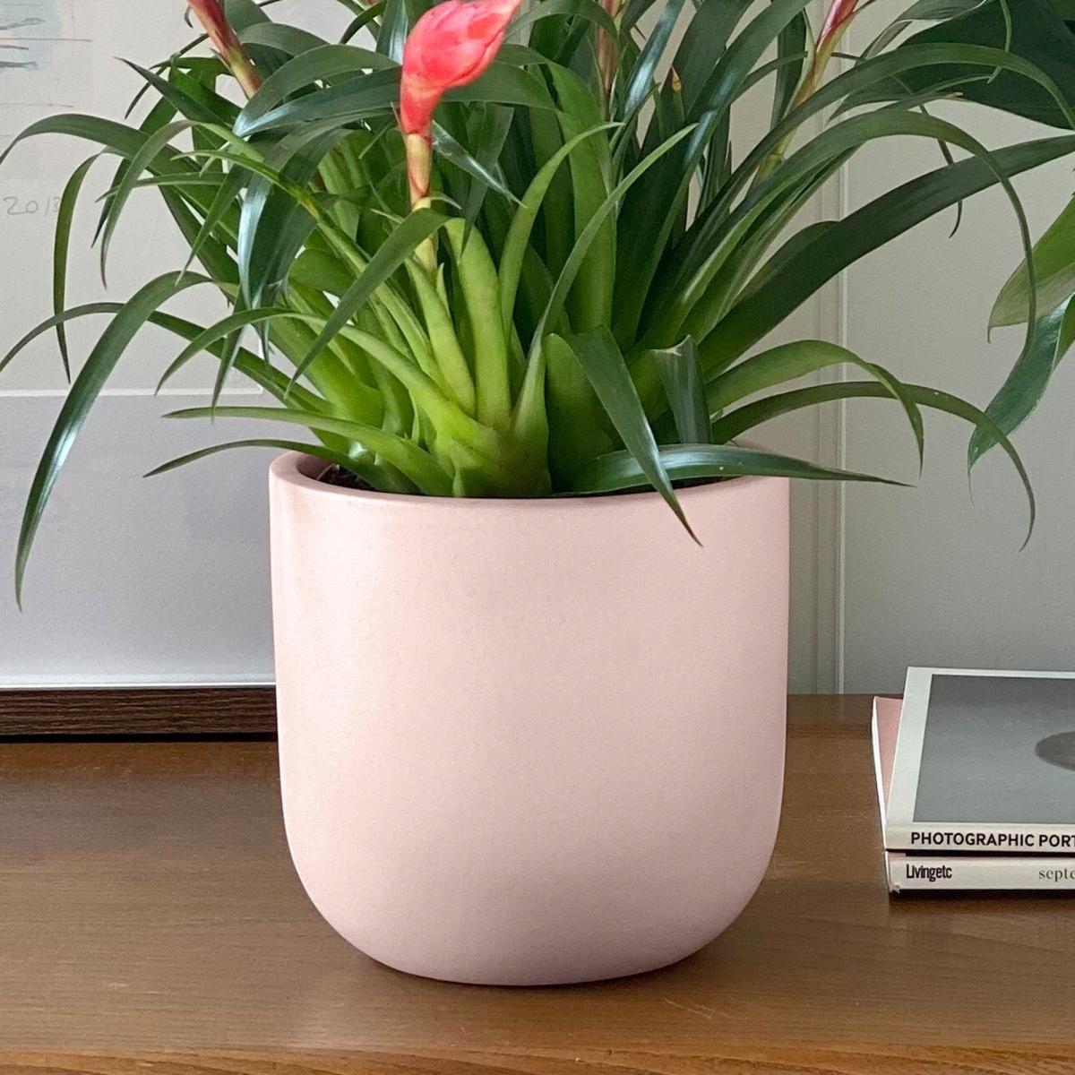 Flowering Potted House Plant Bundle Earthenware Clay – image 4
