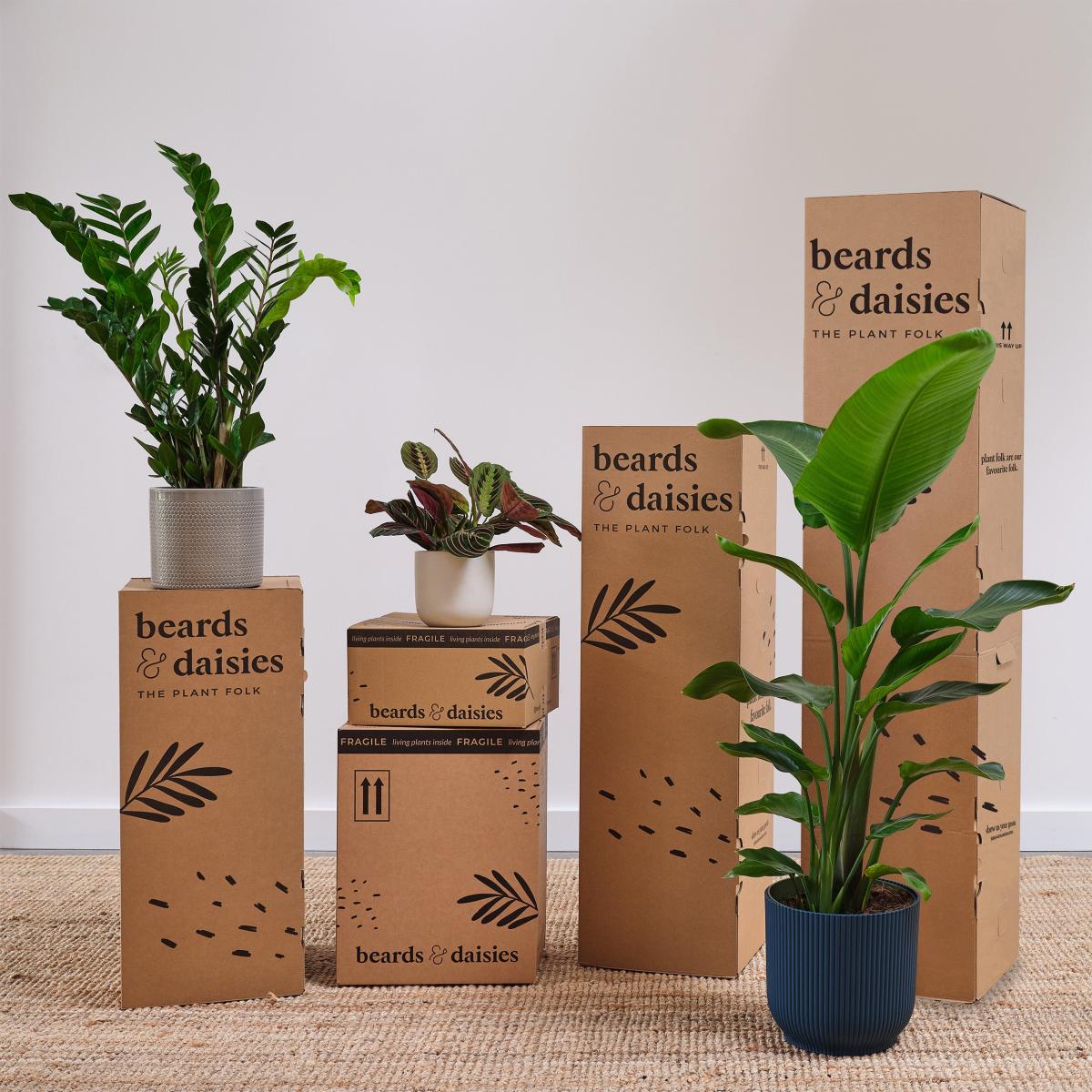 Flowering Potted House Plant Bundle Earthenware Clay – image 6