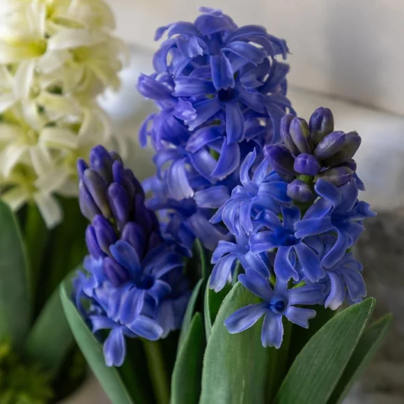 Cedar & Sage Set of 2 Artificial Purple Hyacinths in Ceramic Pots – image 2