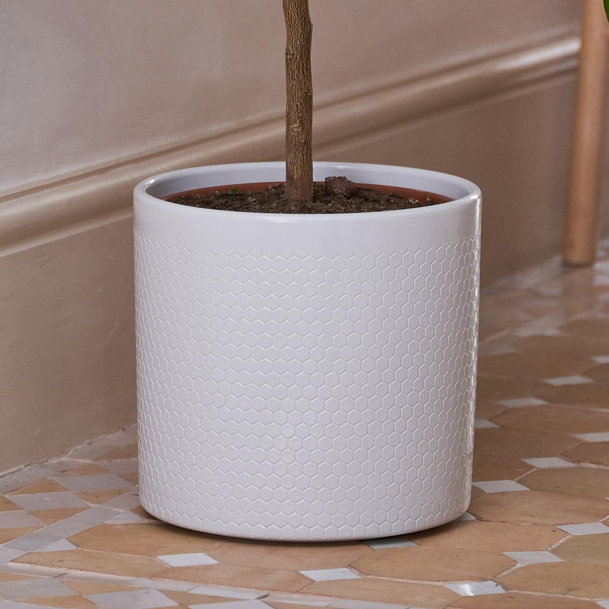 Beards & Daisies Citrus Lemon Tree House Plant in Capri Pot Ceramic Light Grey – image 3