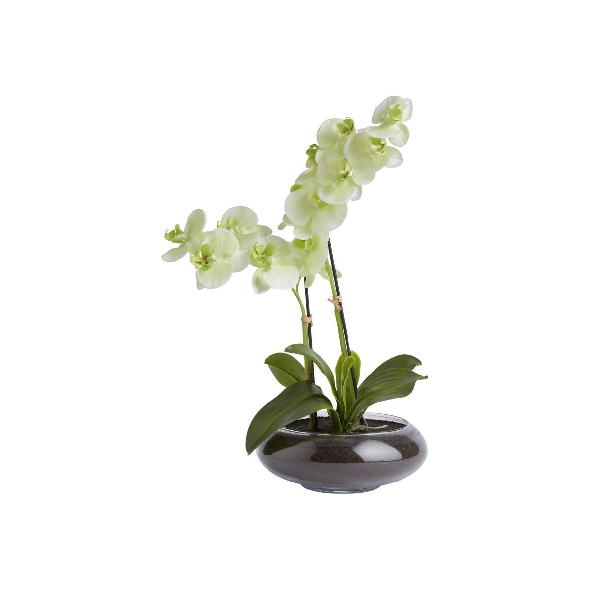 Habitat Large Orchid in Glass Pot - White – image 1