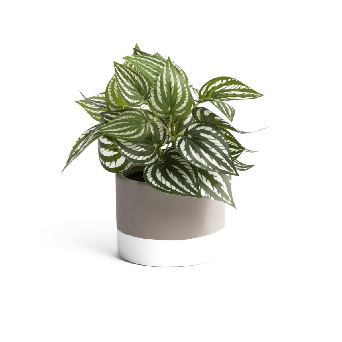 Habitat Small Ceramic Pot with House Plant - Cream – image 2