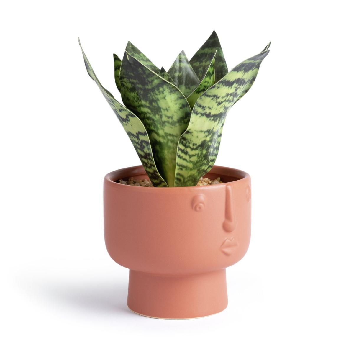 Habitat Faux Floral in Face Shaped Pot - Terracotta – image 3