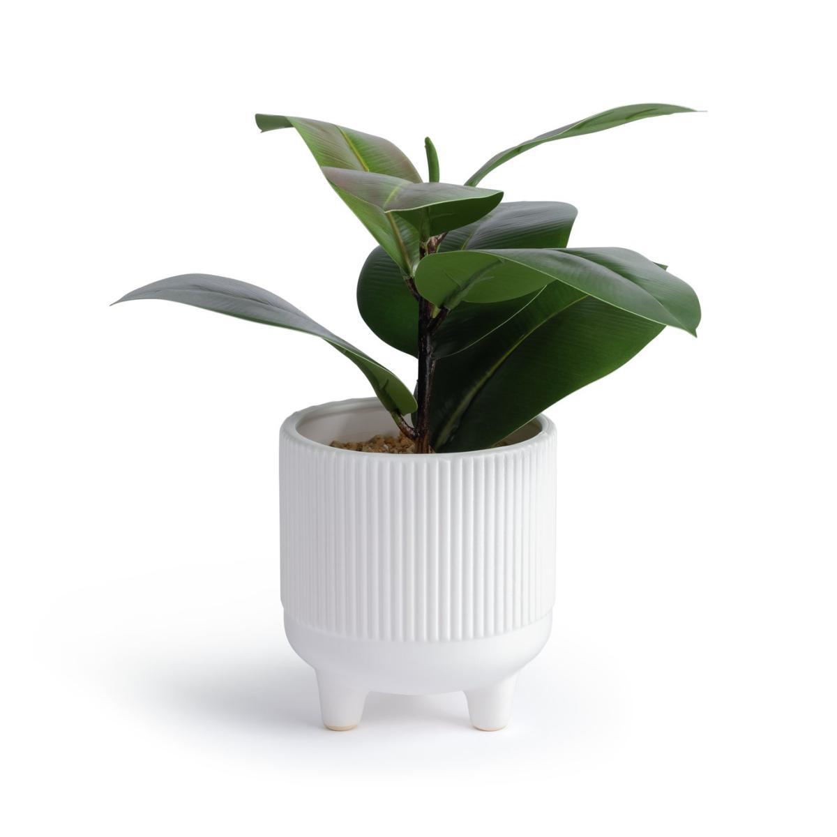 Habitat Fiddle Leaf in Ceramic Pot - White – image 3