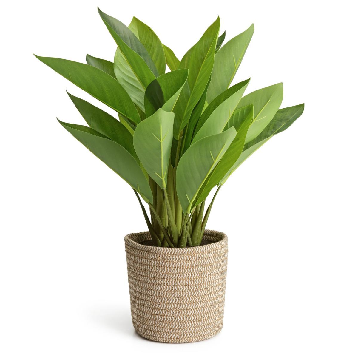 Habitat Large Faux in Basket - Natural – image 3
