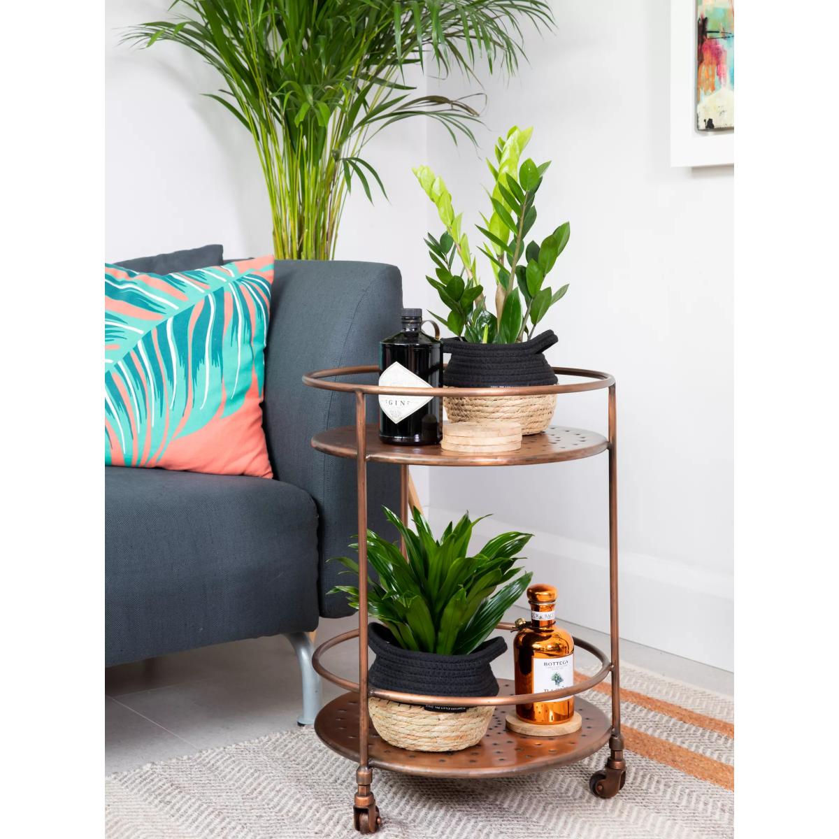 The Little Botanical Easy Care Plant Basket – image 2