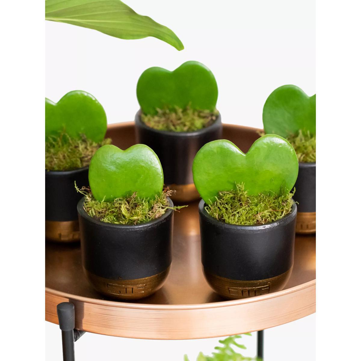 The Little Botanical Bundle of Hearts Plant – image 2