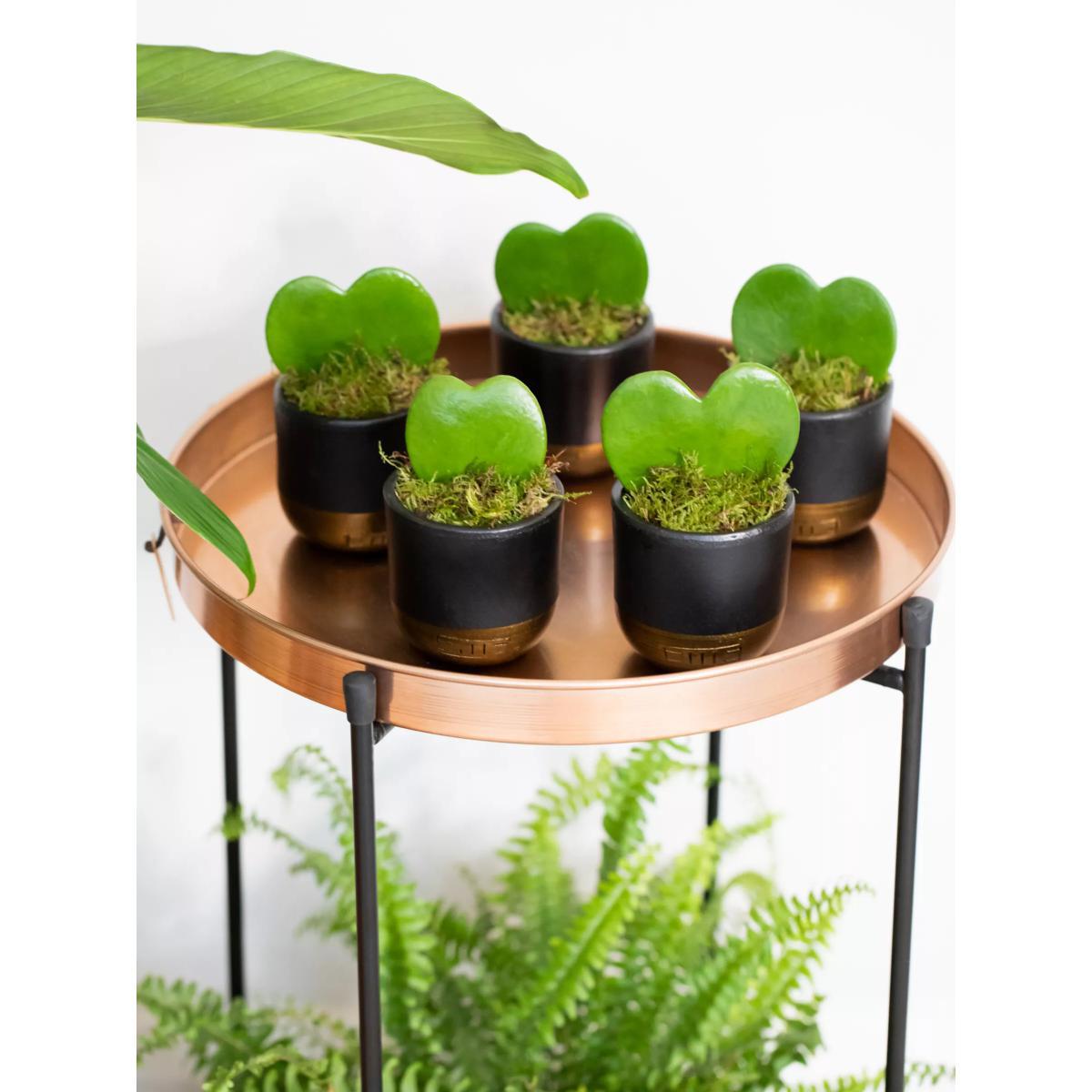 The Little Botanical Bundle of Hearts Plant – image 3