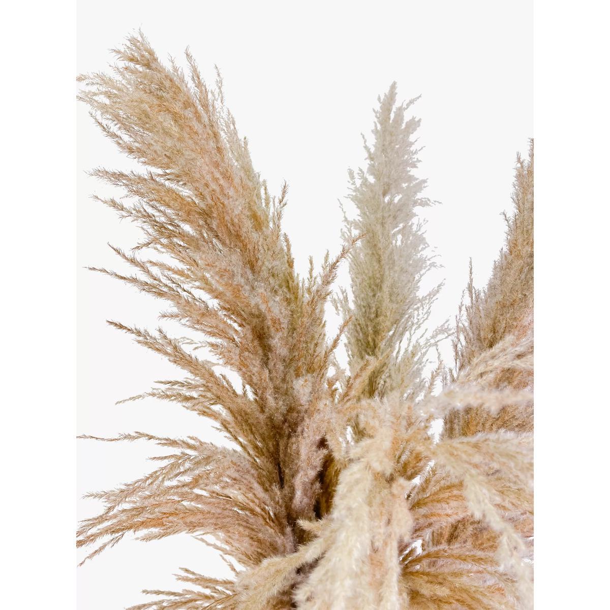 Ixia Flowers XXL Super Fluffy Natural Pampas, 7 Stems – image 3