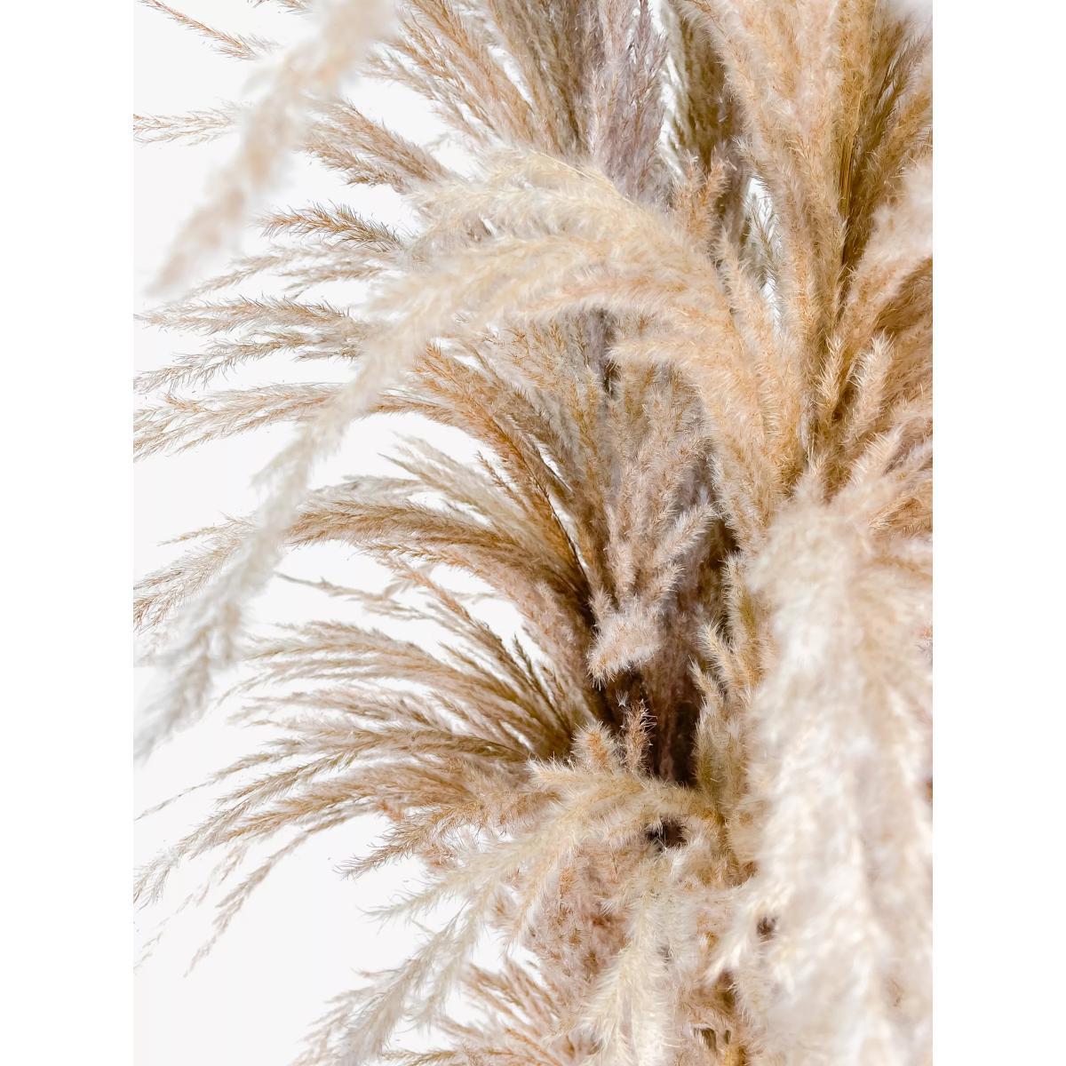 Ixia Flowers XXL Super Fluffy Natural Pampas, 7 Stems – image 4