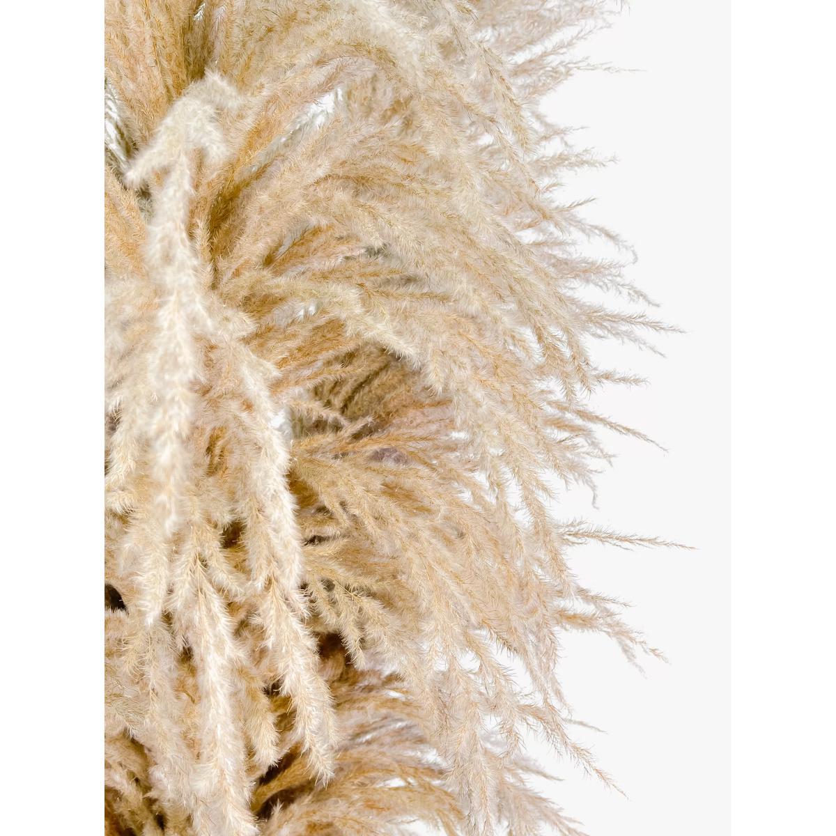 Ixia Flowers XXL Super Fluffy Natural Pampas, 7 Stems – image 5