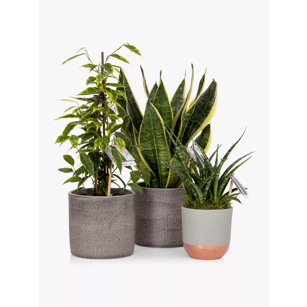 The Little Botanical Purifying Plant Bundle – image 2